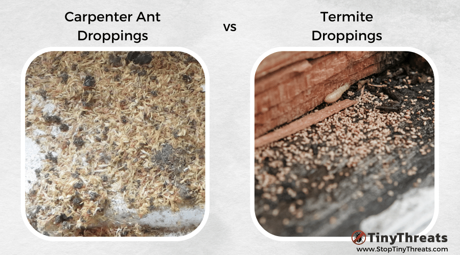 Carpenter Ants Droppings vs Termite Droppings