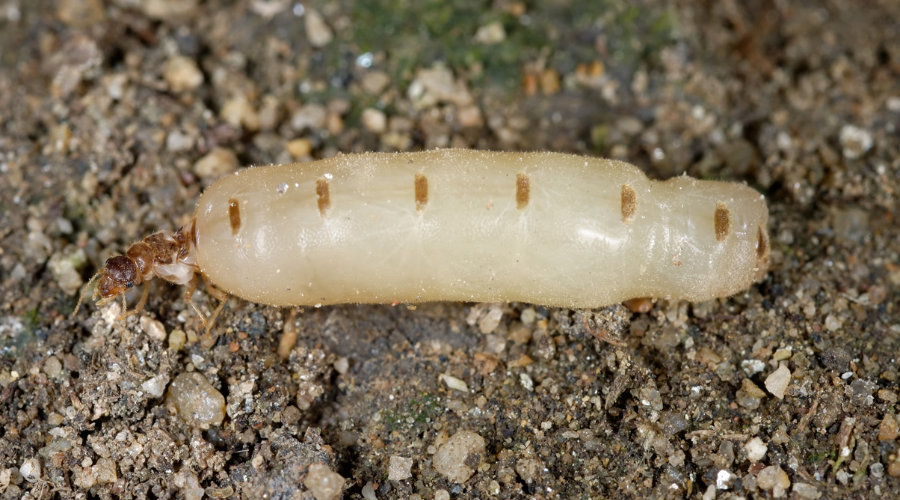The termite queen has a huge body that is unable to move on its own - because she spends every hour, every day on producing eggs!