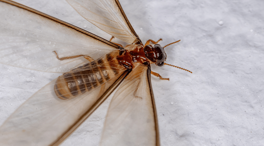 Termite Alate Flying Termite Swarmers