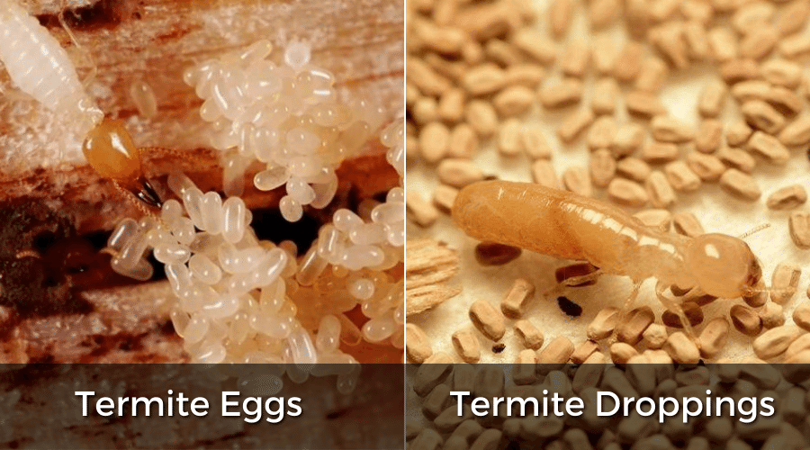 Termite Eggs Important Facts & Myths 1
