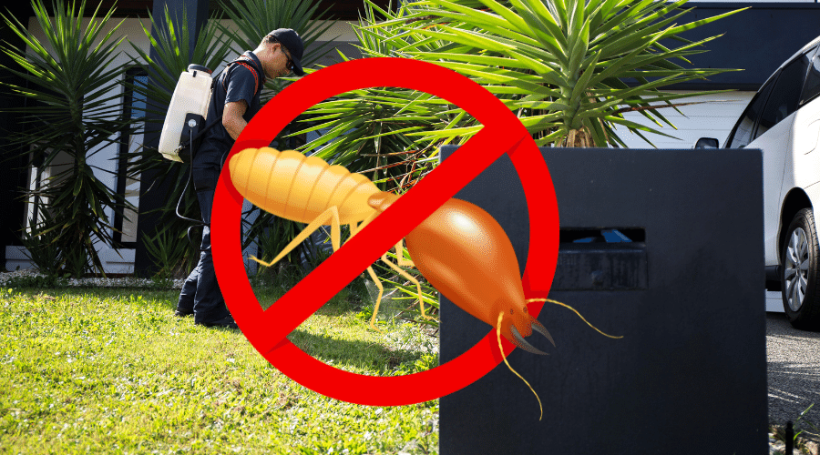 Termite Treatment Facts – What you Need to Know