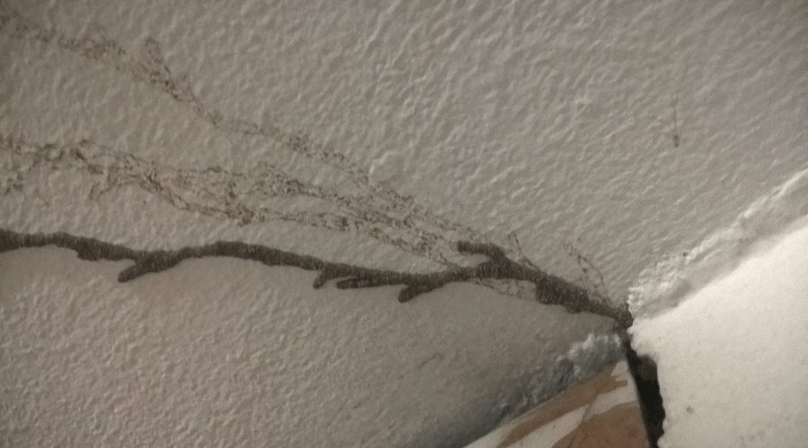 Termite Tubes on Ceiling