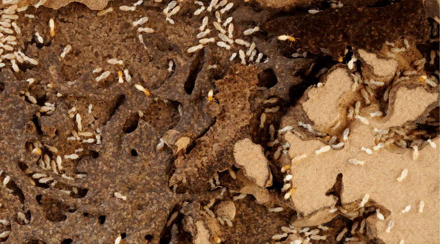 7 Baby Termite Facts (Scary & Interesting)