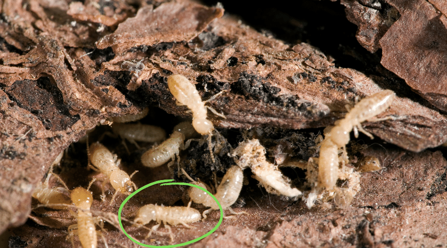 Baby Termite Facts – Dangerous or Harmless?