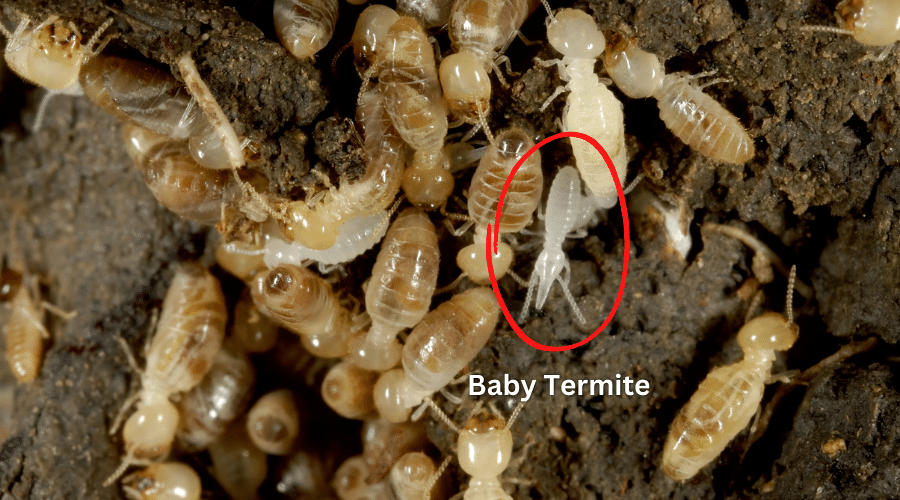 Baby Termite Facts - Dangerous or Harmless