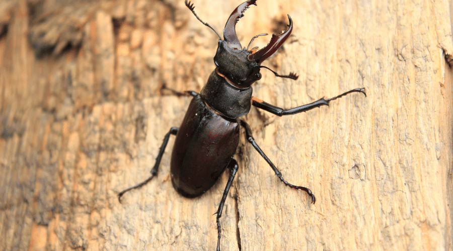 Natural Predators of Termites - Beetles