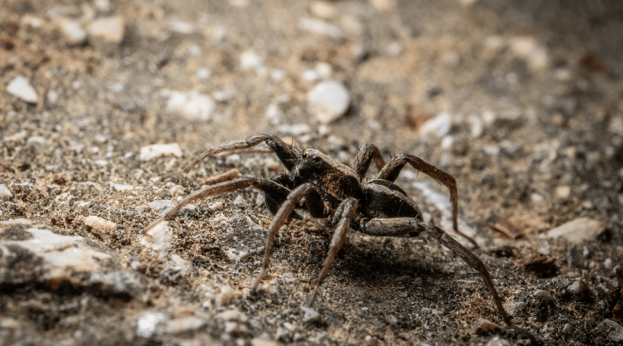 Natural Predators of Termites - Spiders