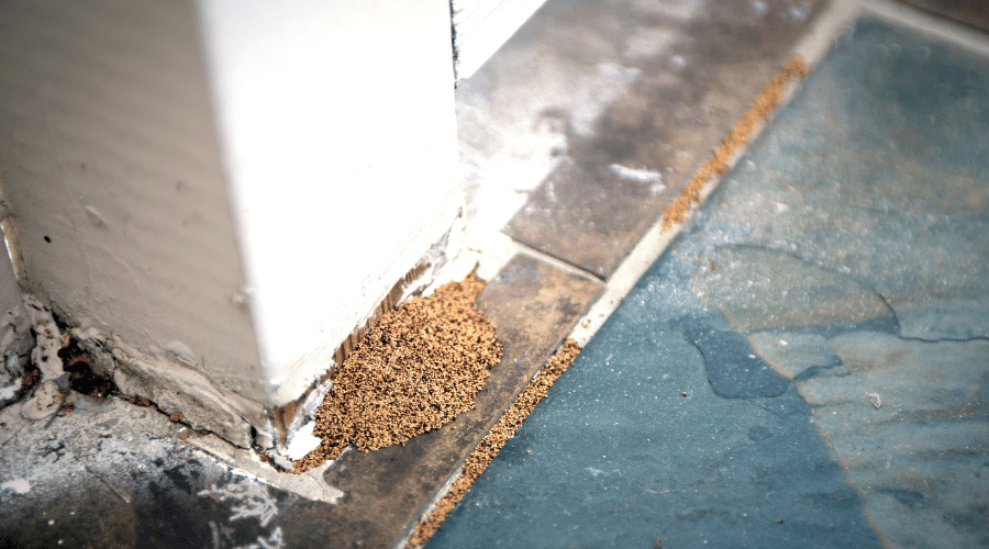 Termite Pinholes & Exit Holes – How to Identify Termites in Wood