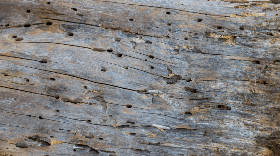 Termite Pinholes & Exit Holes – How to Identify Termites in Wood