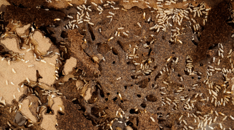 5 Most Destructive Termite Species