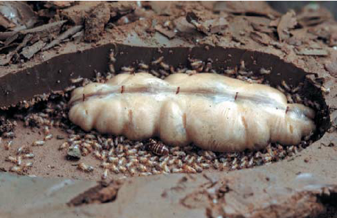 Macrotermes Bellicosus Termites Queen