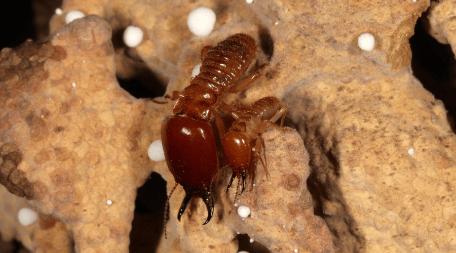 Macrotermes Bellicosus Termites Soldiers