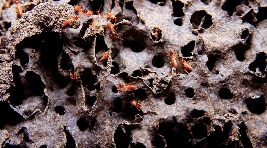Termite Colonies – What Homeowners Should Know