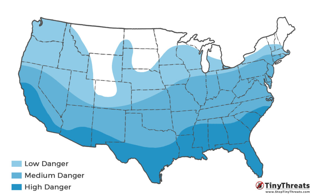 Termite Distribution in the USA – Danger Zones & Species