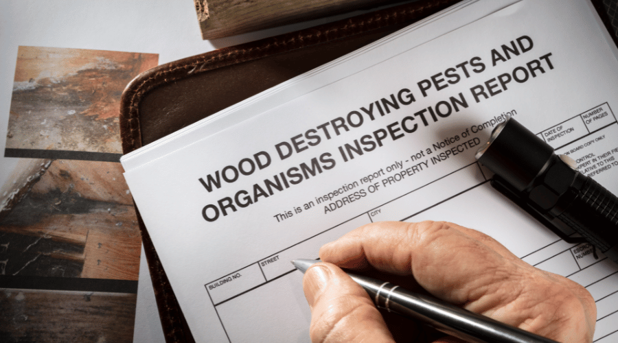 Termite Letters – What you Need to Know