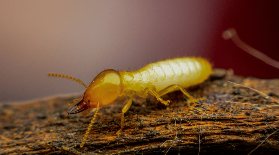 Termite Lifecycle - From Egg to Queen