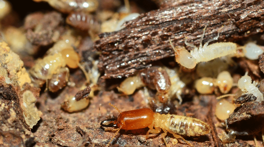 A soldier termite in the front with a larger head and mandibles, surrounded by worker termites