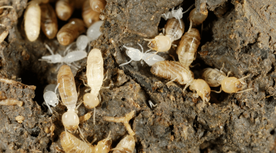 The almost-white termites are nymphs after molting - and already old enough to be busy