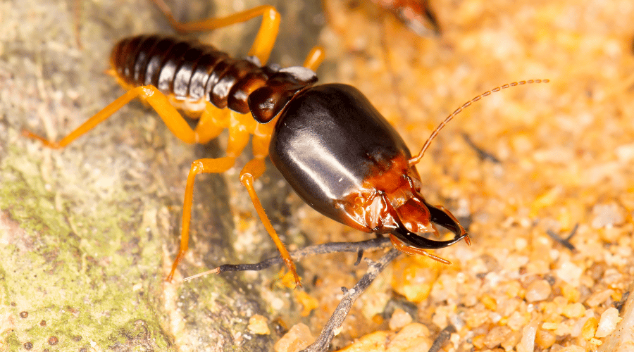 Termite Soldiers - Everything you need to know