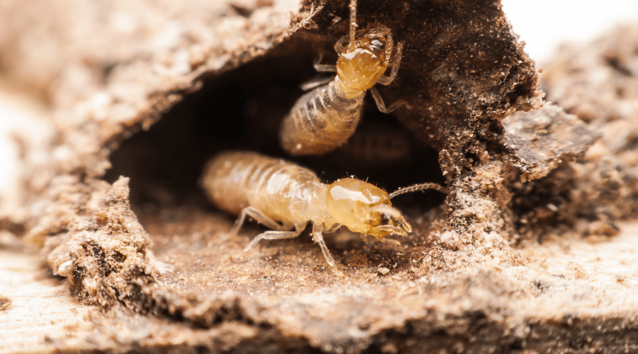 Termite workers are quite light in color, and have a very round body