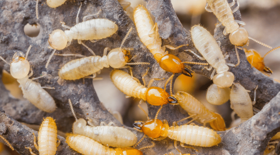 The dark-headed termites with big mandibles are Soldiers - the smaller, lighter ones are the worker termites.