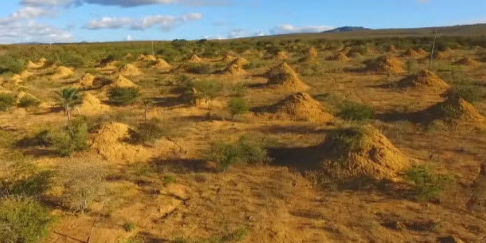 Termite mounds in brazil